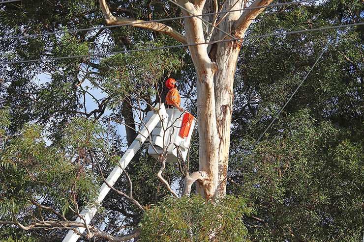 Picture of a tree surgeon removing a tree