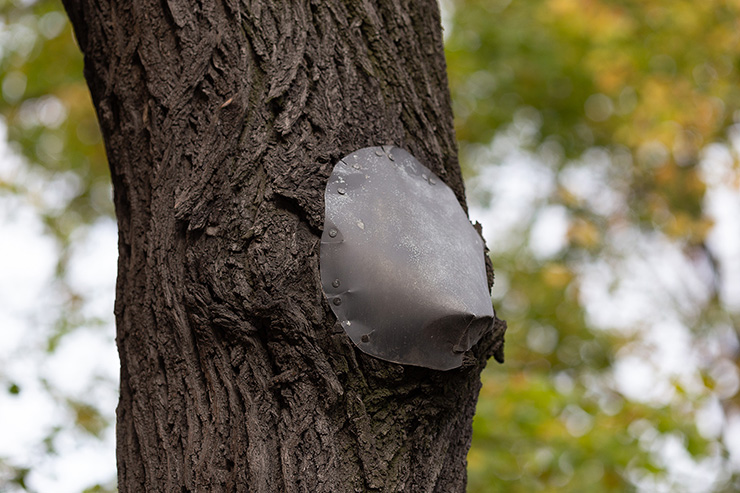 Picture of a tree being treated 