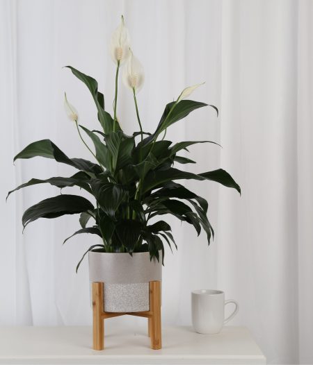 Where to Buy the Healthiest Plants Online (Even if You’re a Beginner)