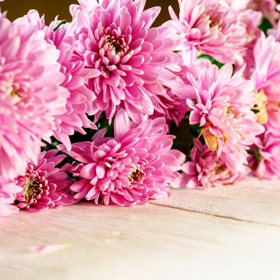 mums chrysanthemum on white boards