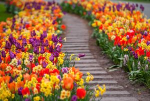 35 Best Landscaping Plants to Choose for Your Home That Will Bloom for Years