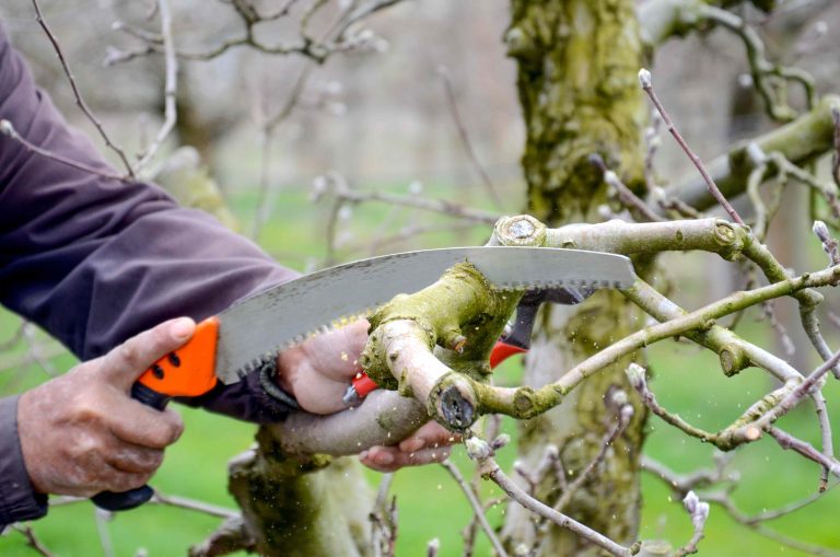 6 Things That Can Go Seriously Wrong If You Skip Winter Tree Pruning, According to Experts