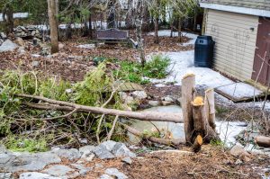 How to Tackle Storm Cleanup in Your Yard Without Breaking the Bank (or Your Back)